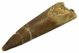 Fossil Plesiosaur (Zarafasaura) Tooth - Morocco #298035-1